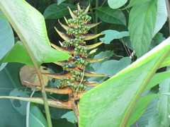 Heliconia librata