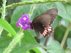 Parides erithalion