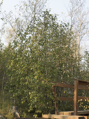 Alnus incana tenuifolia