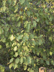 Alnus incana tenuifolia