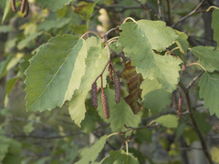 Alnus incana tenuifolia