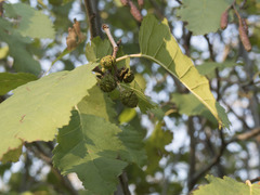Alnus incana tenuifolia