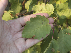Alnus incana tenuifolia