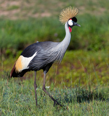 Grey Crowned Crane photo 1