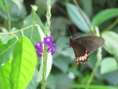 Parides erithalion