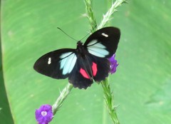 Parides childrenae