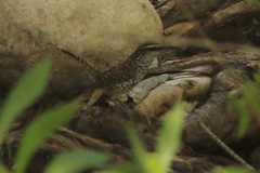 Campylorhynchus jocosus