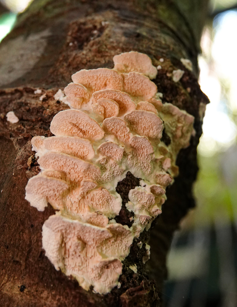 cerrena-zonata-from-central-coast-nsw-australia-on-march-18-2023-at