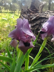 Iris haynei, photograph (c) Mitch Van Dyke, some rights reserved (CC BY)