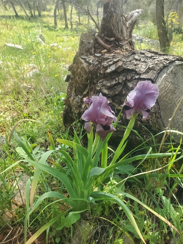 Image of Iris haynei by (c) Mitch Van Dyke, some rights reserved (CC BY)