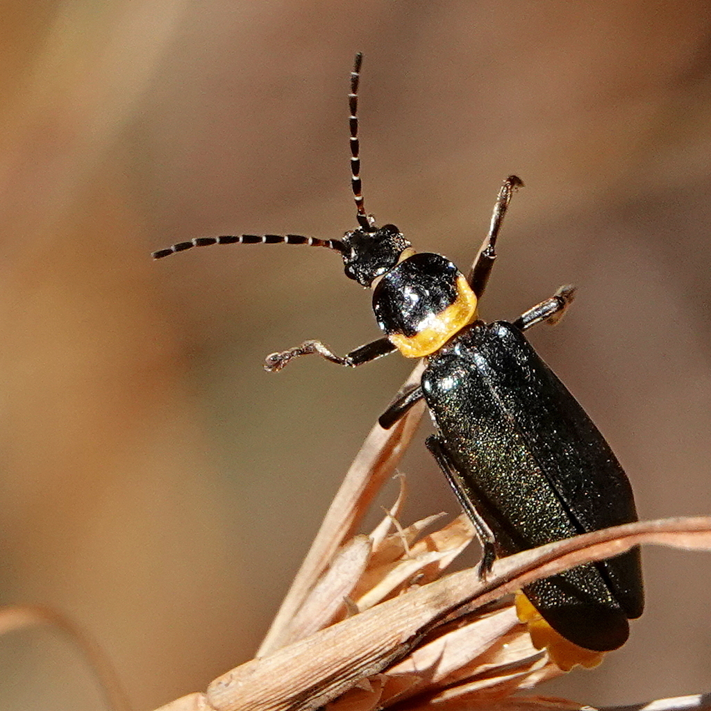 Plague Soldier Beetle from Bemboka NSW 2550, Australia on March 18