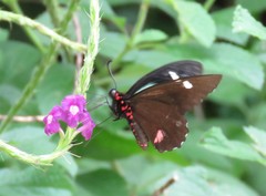 Parides childrenae