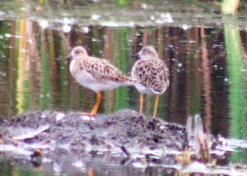 Calidris pugnax