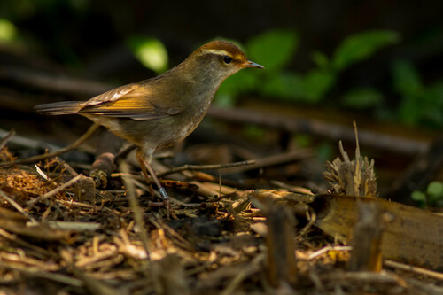 Chestnut-crowned Bush Warbler