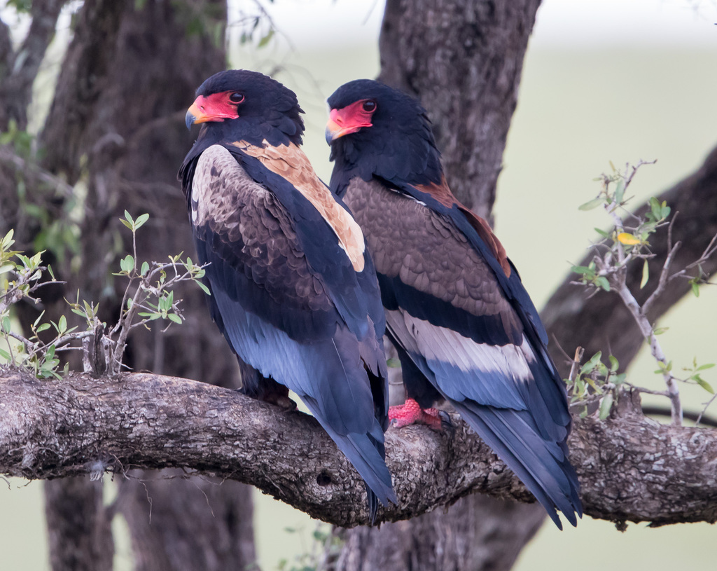 Bateleur photo