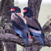 Bateleur - Photo (c) Wayne and Pam Osborn, some rights reserved (CC BY-NC), uploaded by Wayne and Pam Osborn