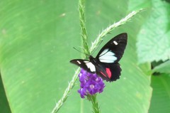 Parides childrenae