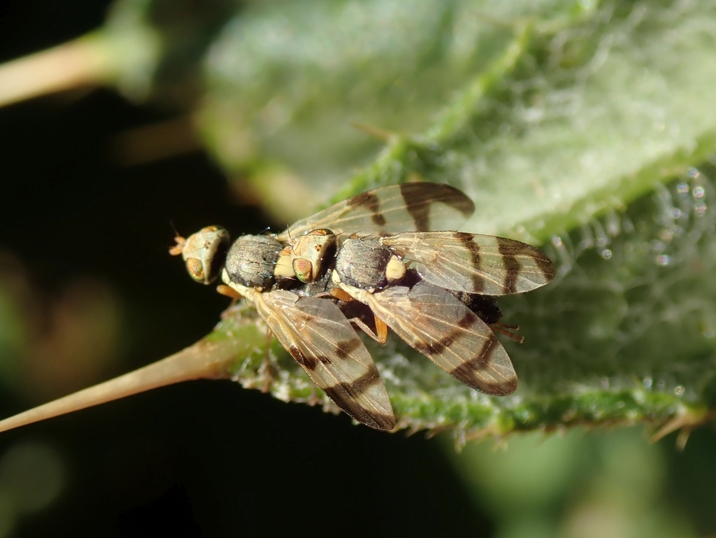 Bull Thistle Gall Fly from Muriwai-Coopers Lagoon, Southbridge, New ...