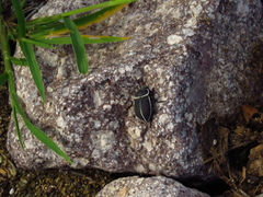 Microschatia rockefelleri