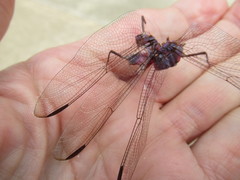 Dythemis nigrescens