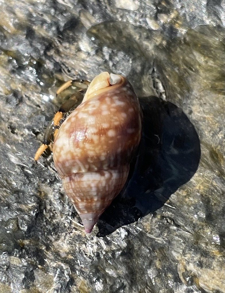 Nassarius gaudiosus