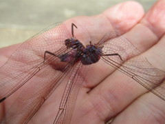 Dythemis nigrescens