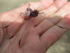 Dythemis nigrescens
