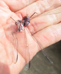 Dythemis nigrescens