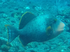 Pseudobalistes flavimarginatus