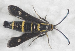 Carmenta anthracipennis