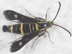 Carmenta anthracipennis