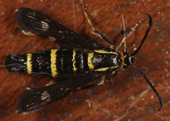 Carmenta anthracipennis