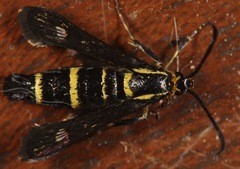 Carmenta anthracipennis