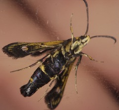 Carmenta anthracipennis