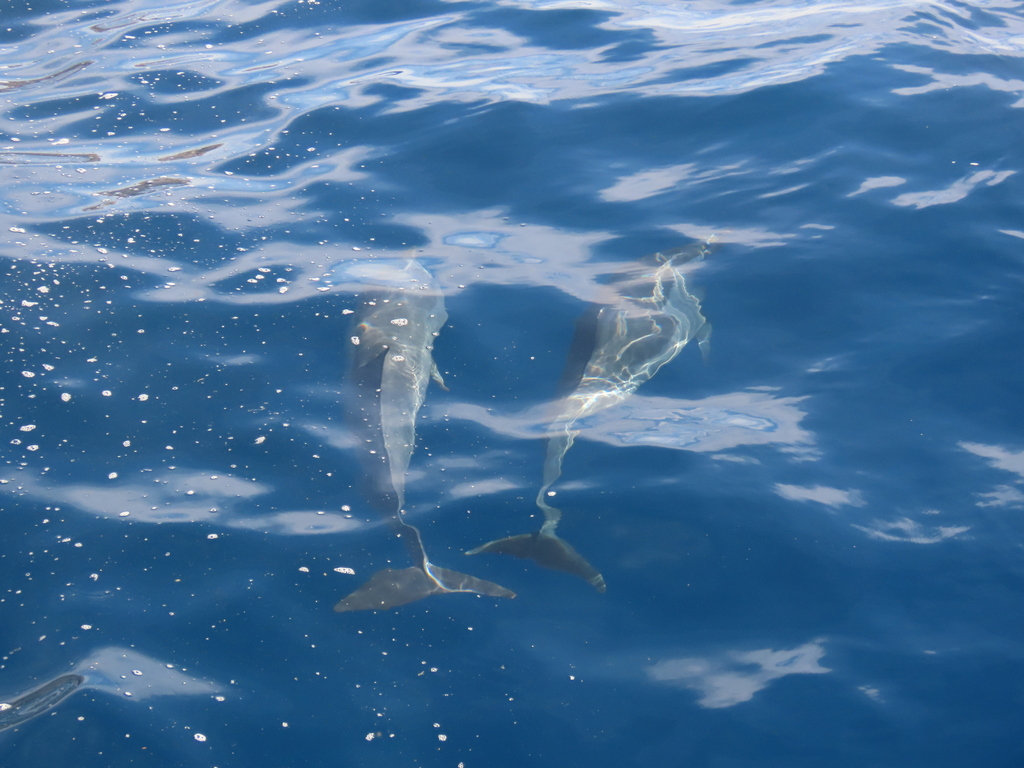 Spinner Dolphin from Kauai County, USHI, US on March 17, 2023 at 0816