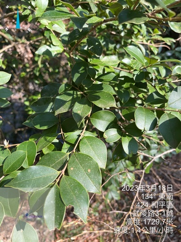 Ligustrum liukiuense, photograph 6