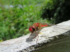 Sympetrum gilvum