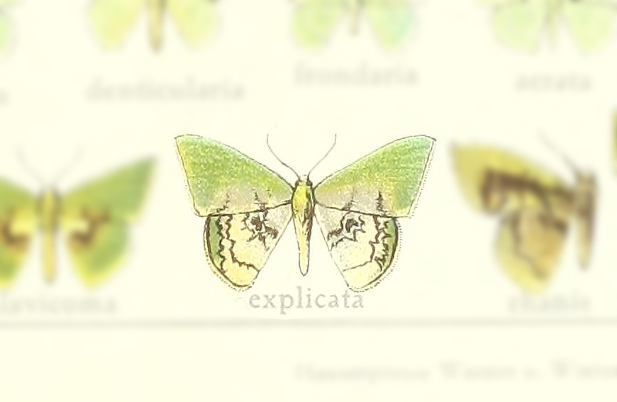 Tachychlora explicata