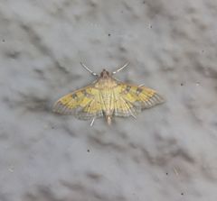 Diacme elealis