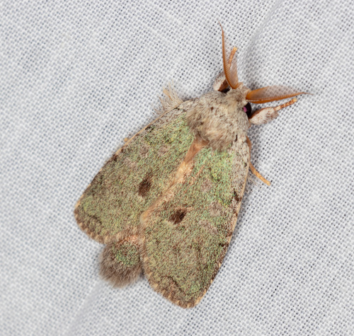 Parasinga lichenina