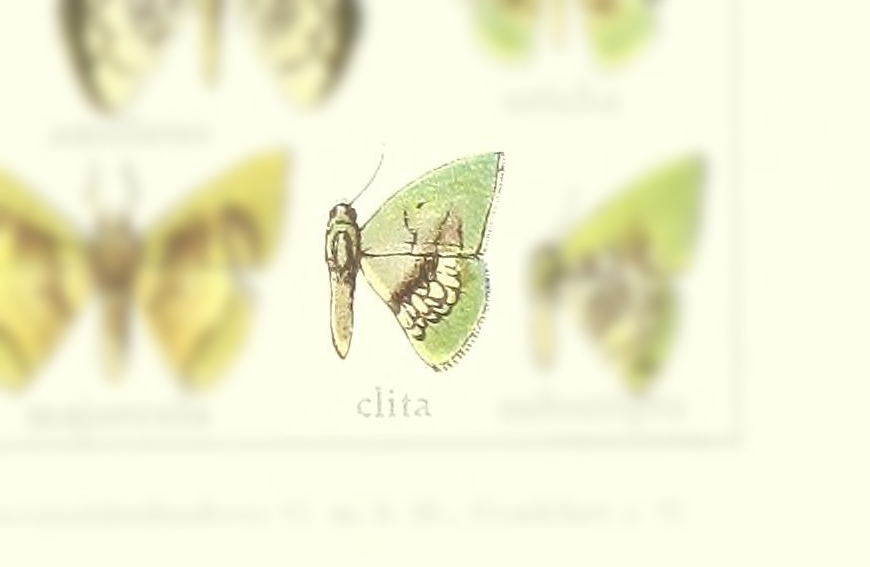 Tachychlora clita