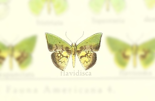 Tachychlora flavidisca