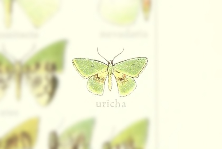 Tachychlora uricha