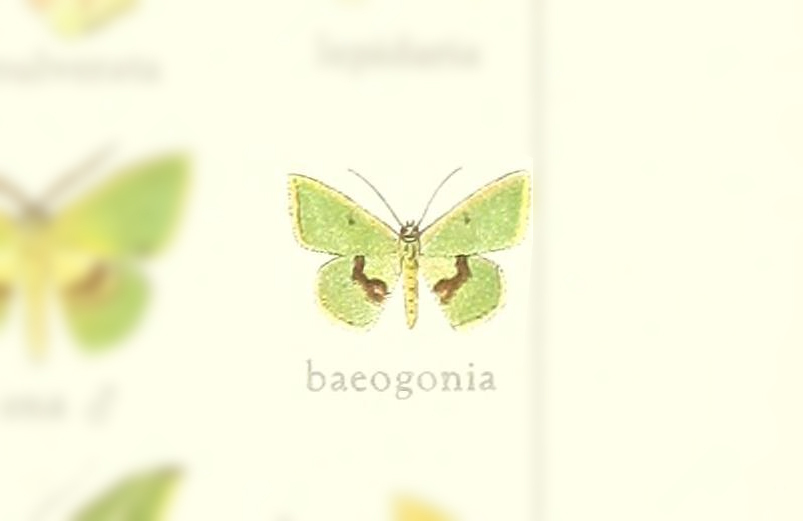 Tachychlora baeogonia