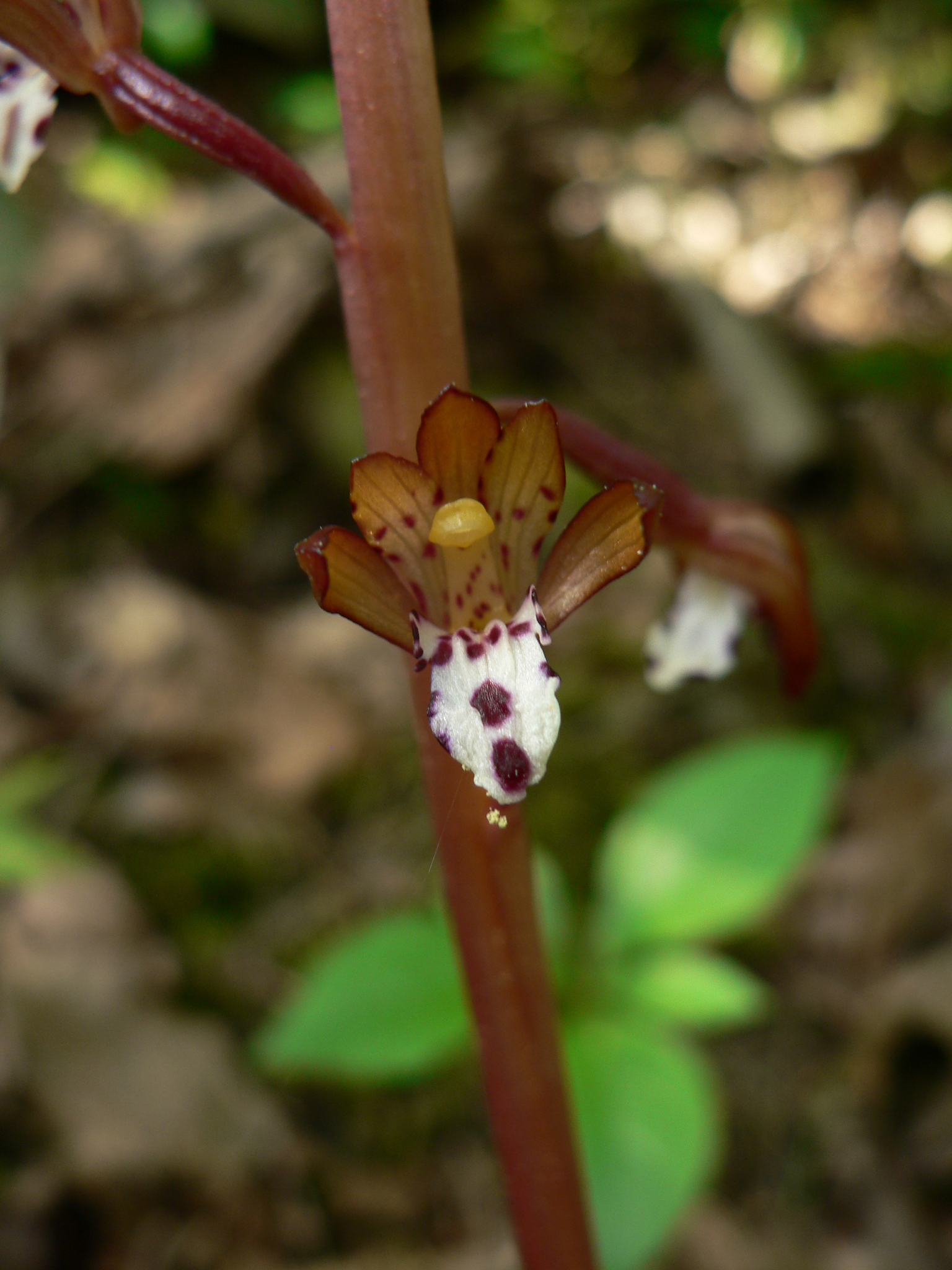 Corallorhiza maculata var. maculata