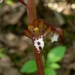 Eastern Spotted Coralroot - Photo (c) Walter Siegmund, some rights reserved (CC BY-SA)