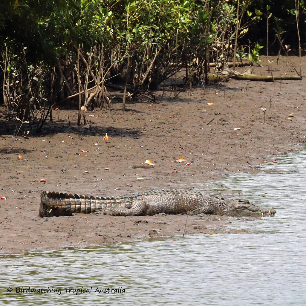 Saltwater Crocodile from Mowbray QLD 4877, Australia on September 29 ...