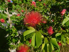 Calliandra tergemina