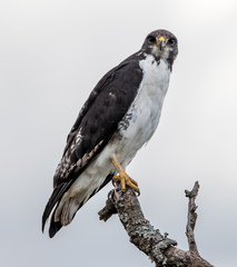 Augur Buzzard photo 5