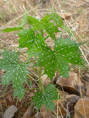 Cnidoscolus angustidens